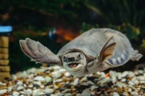 Quels sont les soins à apporter à la tortue d'eau ?