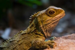Le tuatara : un survivant de l'ère des dinosaures