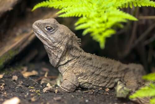 Un tuatara sur la terre