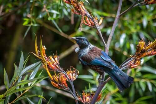 Un tui dans un arbre