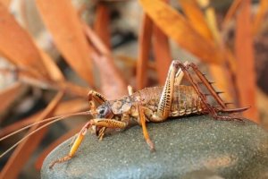 Le weta, l'un des insectes les plus grands du monde