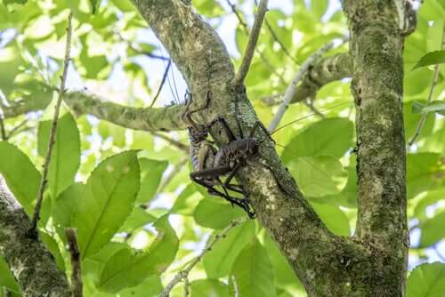 Un weta dans un arbre