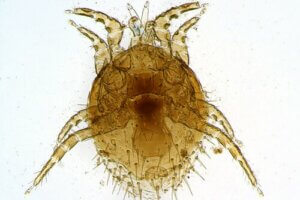 Les acariens : qui sont-ils réellement ?