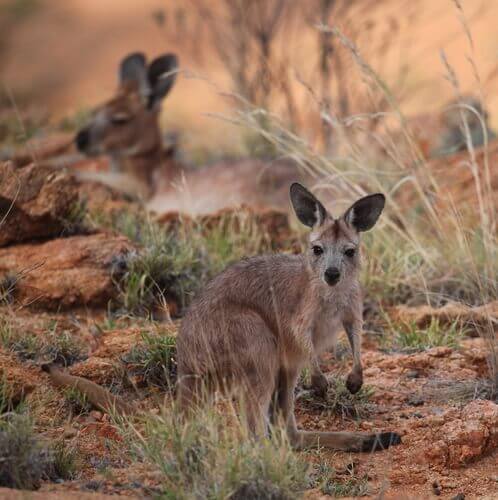 Un bébé wallaroo