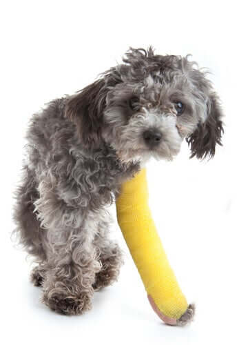 Un chien blessé au niveau des pattes qui porte un plâtre