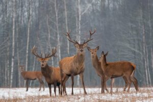 Un harde de cerfs dans une forêt
