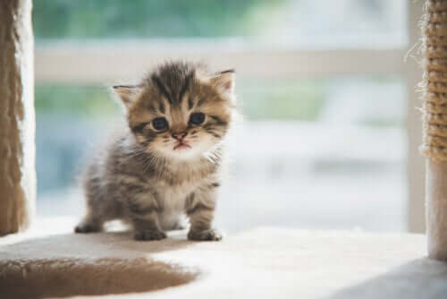 Un chaton qui marche