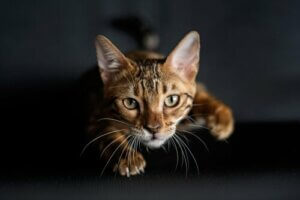 Pourquoi les chats ont-ils des moustaches sur leurs pattes avant ?
