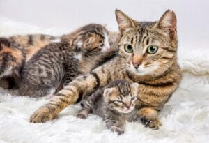 Quand et comment déplacer une portée de chatons ?