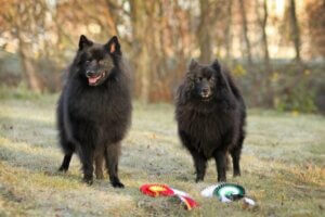 Découvrez les races de chiens spitz