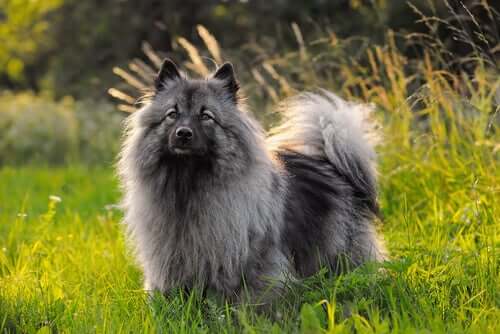 Le spitz allemand loup est de la race des chiens spitz