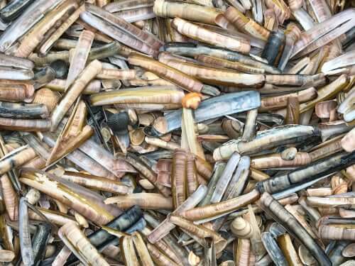 Le couteau est le nom générique de certains mollusques