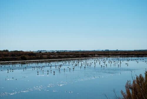 Des oiseaux sur un lac du réseau Natura 2000