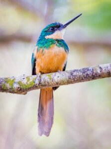 Un oiseau jacamar sur une branche