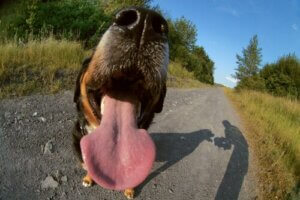 Les causes de l'halitose chez le chien