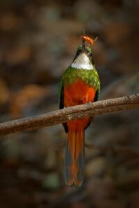 Un oiseau jacamar qui a attrapé un insecte