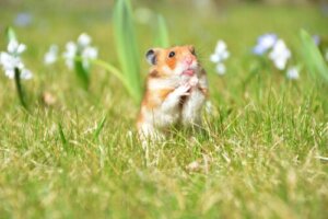 7 conseils pour créer une cage pour rongeur