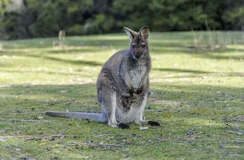 Un wallaroo, ou macropus robustus
