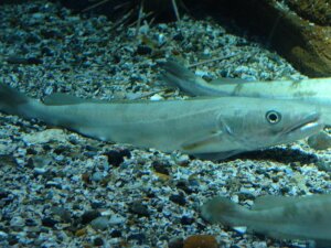 Le merlu : types de migrations et alimentation