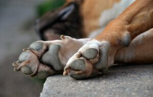 Les pattes de votre chien et leurs types de blessures