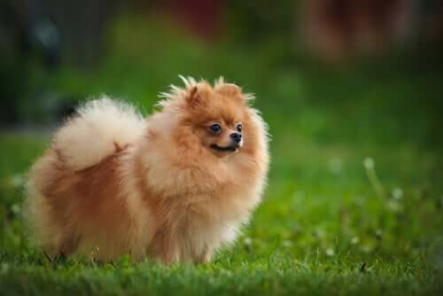 Un loulou de Poméranie