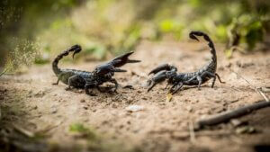 Les scorpions : 8 données que vous devez connaître