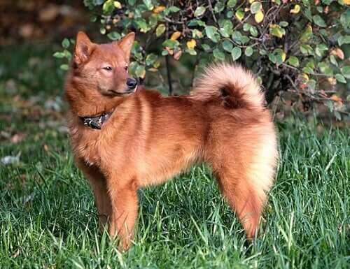 Un spitz finlandais