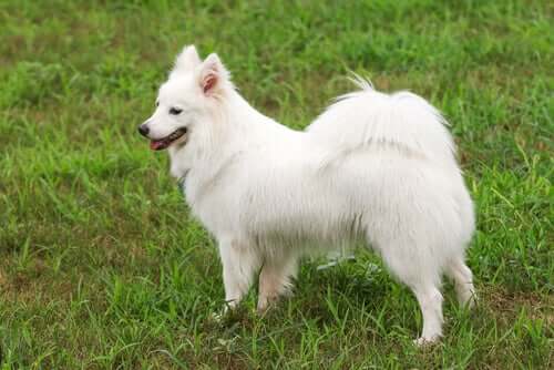 Parmi les chiens spitz figure le spitz japonais