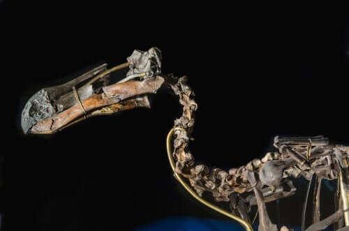 Le dodo et son squelette