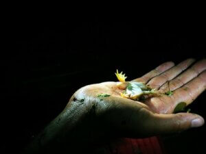 Qu'est-ce que la thanatose ?