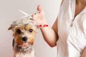 Devenir toiletteur pour chiens : 7 conseils