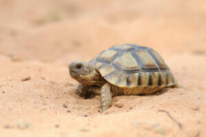 Les tortues d'Espagne