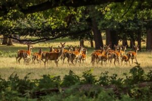 Les hardes de cerfs : alimentation et habitat