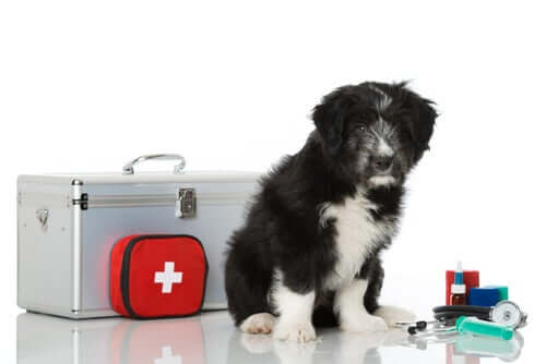 Comment fabriquer une trousse de premiers soins pour mon animal