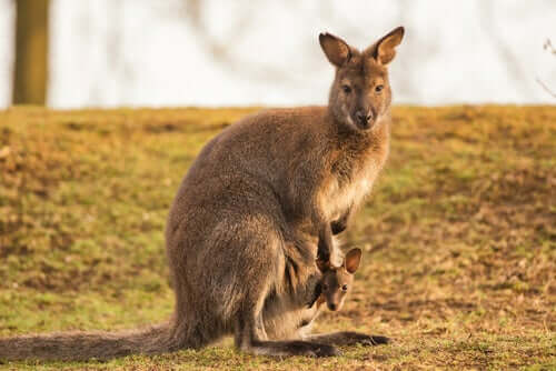 Caractéristiques du wallaroo