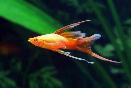 Le xiphophore : alimentation et reproduction