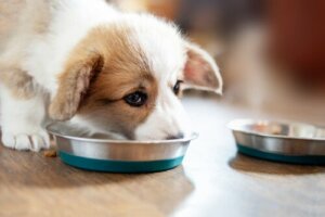 Règles essentielles pour l'alimentation de votre chiot