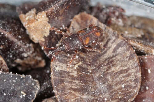 Un sitophilus zeamai est un fléau pour les cultures agricoles. 