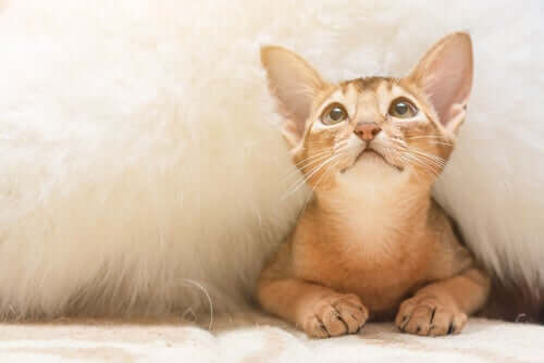 Les chats abyssins peuvent se comporter comme des chiens