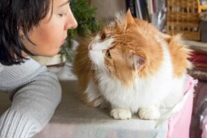 Comment rendre votre chat plus sociable ?