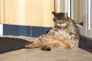 Les activités du chat pendant la journée