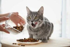 Le système digestif chez les chats