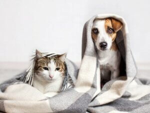 Des chats qui pensent comme des chiens