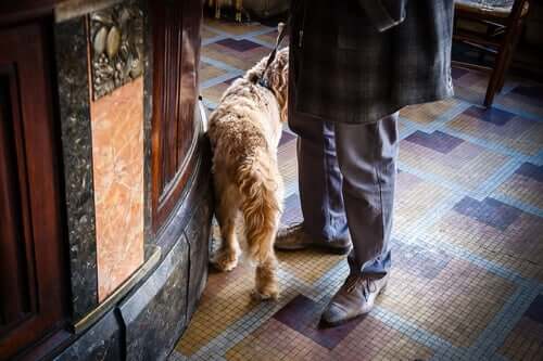 Les chiens sont-ils autorisés dans les établissements publics ?