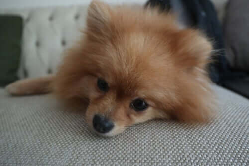 Un chien affaibli par des piqûres d'insectes