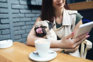 La réglementation pour les chiens dans les établissements publics