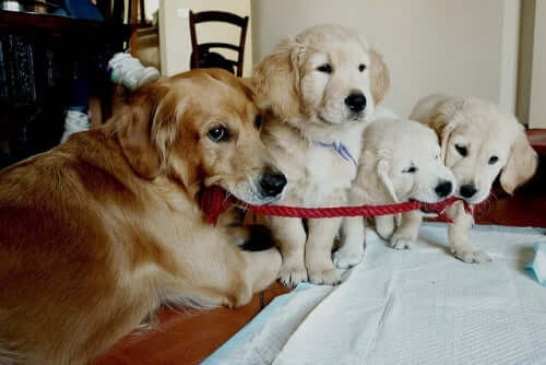 Une Golden Retriever et ses petits