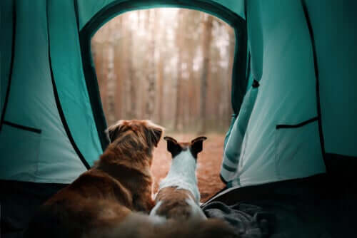 Les colonies de vacances pour chiens