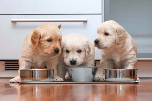 Comment alimenter votre chiot ?