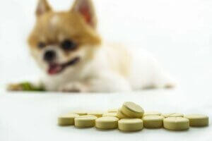 Les meilleurs compléments alimentaires pour les articulations des chiens